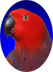 Electus Parrots