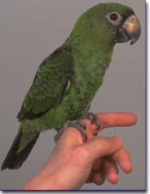 Jardine's Parrot