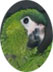 Hahn's Miniature Macaws