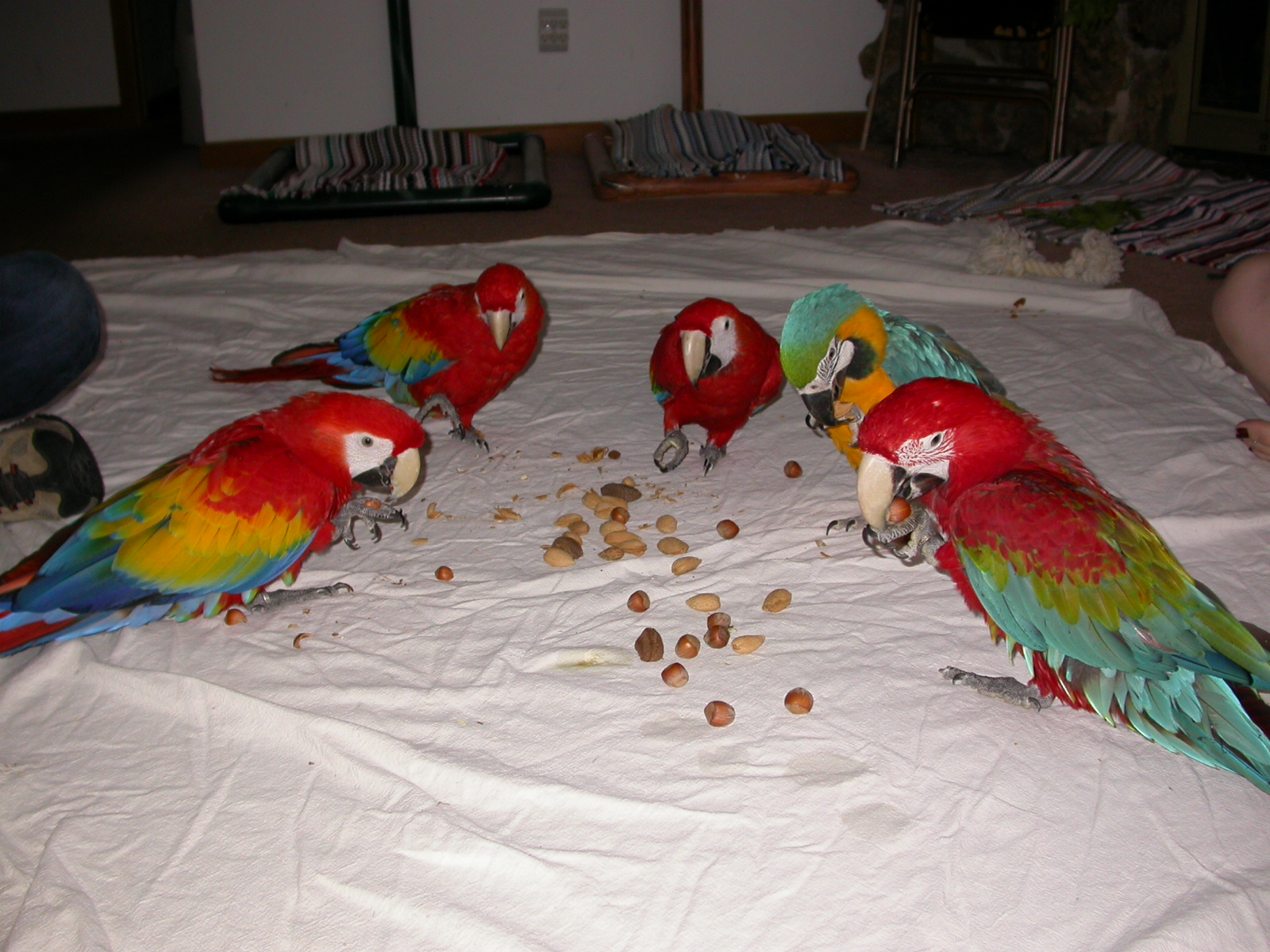 A Nut Party