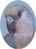 Poicephalus Parrots