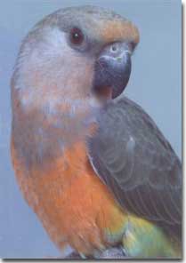Red Bellied Poicehalus Parrot